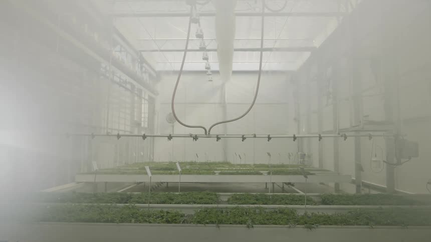Sprinklers above tables of plants in a warehouse