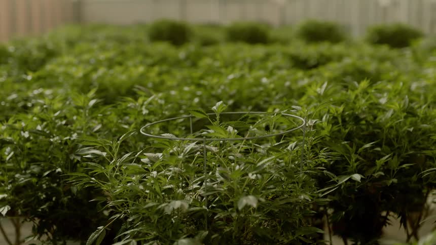 The plants are growing in the farm