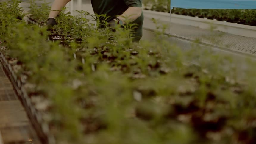 A man works in the garden