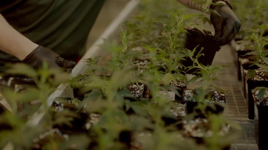 A man picks up potted plants and repositions them