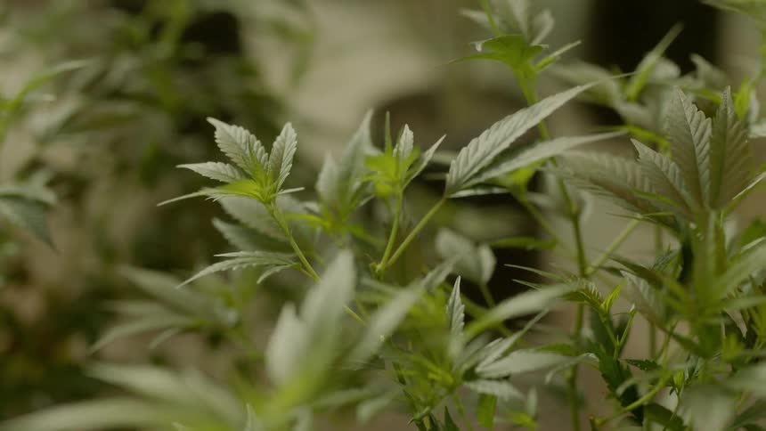 Plant leaves blowing in a breeze