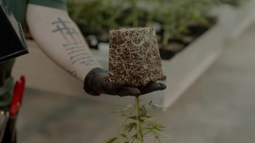 A person holding a plant with its roots and dirt shaped like a cube upside down