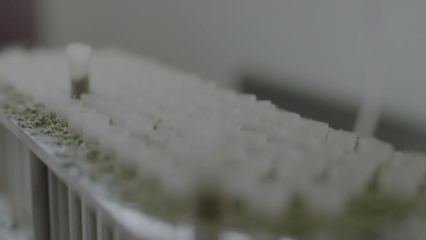 Plant seeds in an agitator