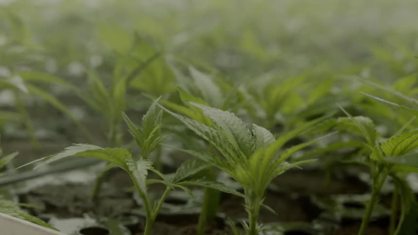 Narrow leafed plant seedlings in flat