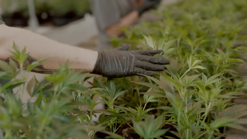 A young man runs his gloved hand over potted plants