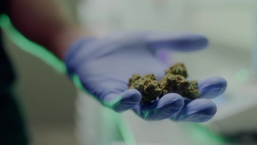 A person with blue disposable gloves holding buds of marijuana
