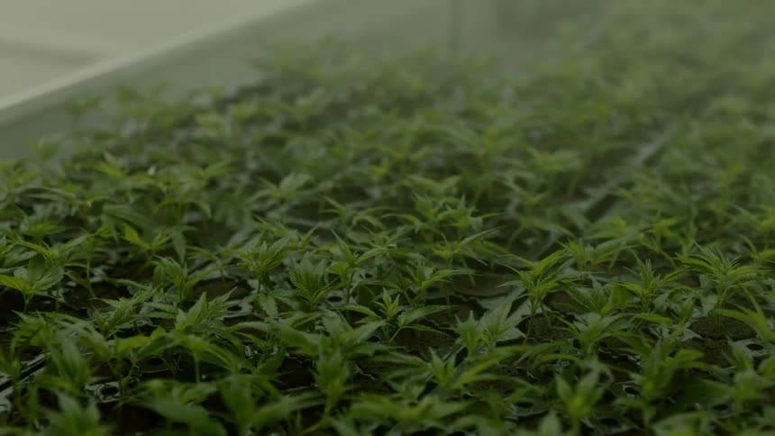 Looking over plants that are growing in a greenhouse
