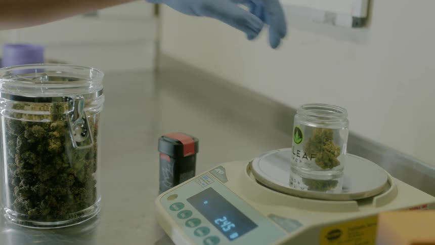 Marijuana buds are weighed on a scale