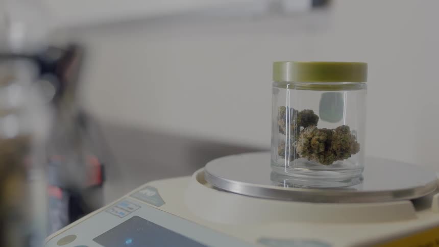 Several buds of marijuana in a sealed jar sit on a scale