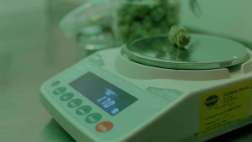 A person puts some weed on a scale