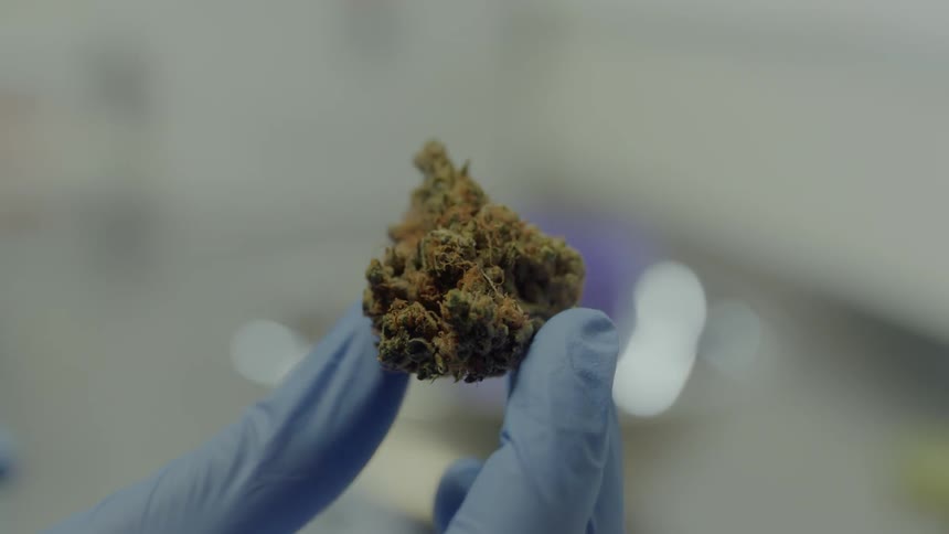 A person holds cannabis in their gloved hand