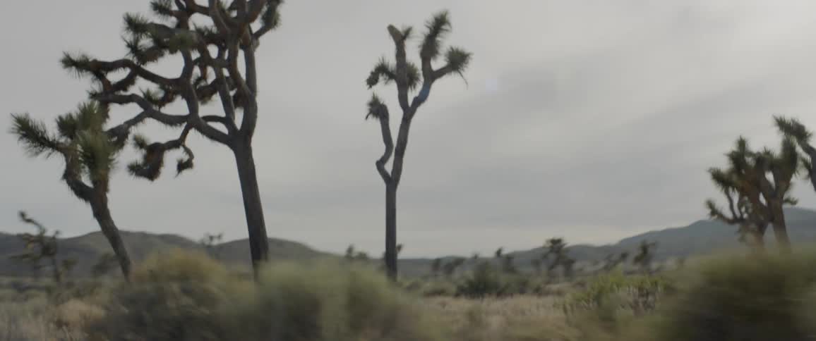 A pickup truck passes by joshua trees and brush