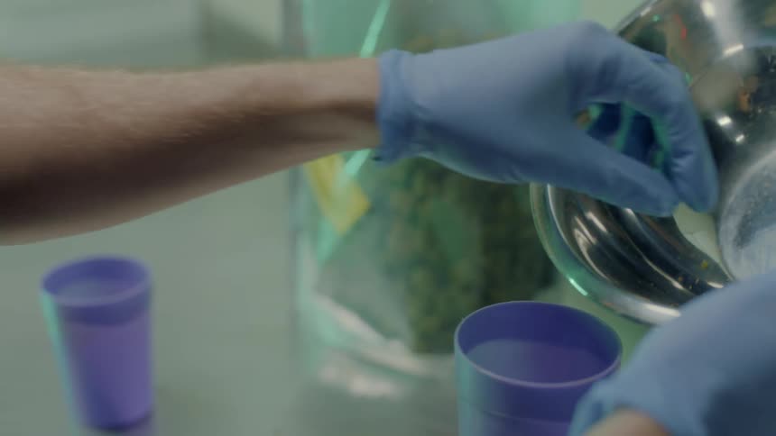 A man wearing gloves removes buds from a bowl and places in a cup