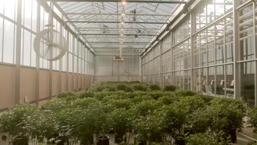 A fan blows in a greenery filled with plants