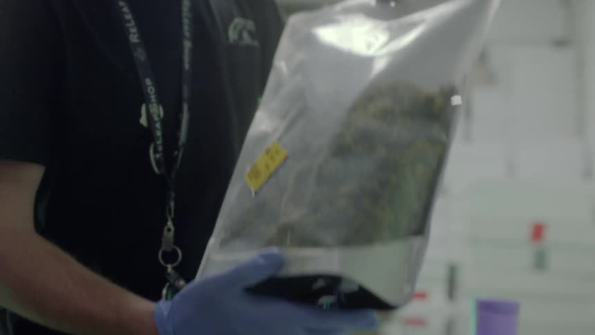 A man shakes a bag filled with marijuana buds