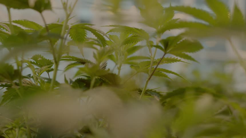 Close up of a potted plant