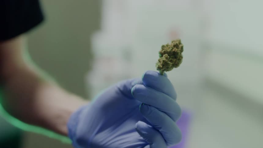 A man wearing blue latex gloves holds a bud in his hand