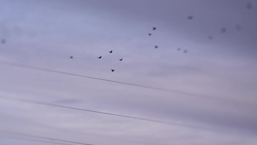 A flock of birds in a cloudy sky