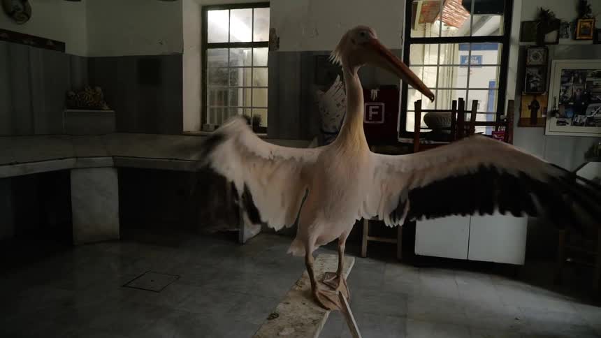 A bird is inside the house