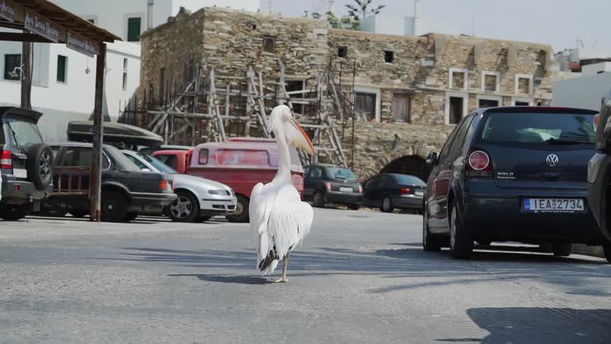 A large white pelican slowly walks through an asphalt covered parking lot next to a brick building