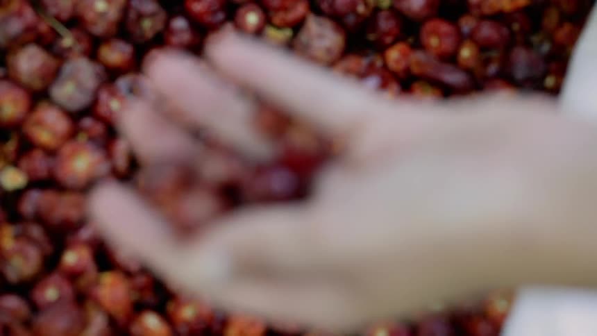 A person sifts a handful of dried ground chili peppers