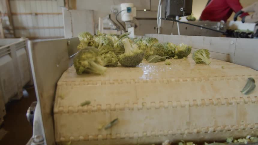 Workers place broccoli onto first conveyor belt