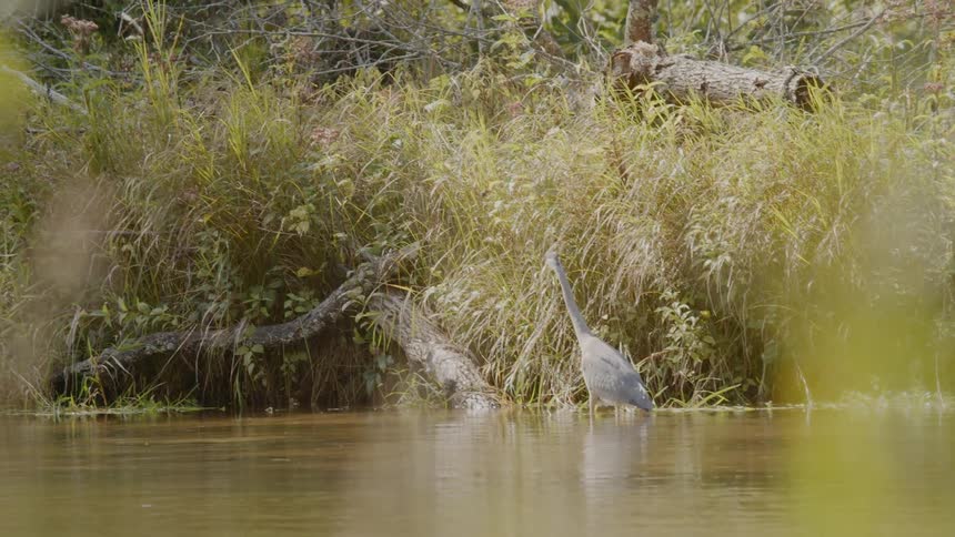A blue heron stands in a shallow lake