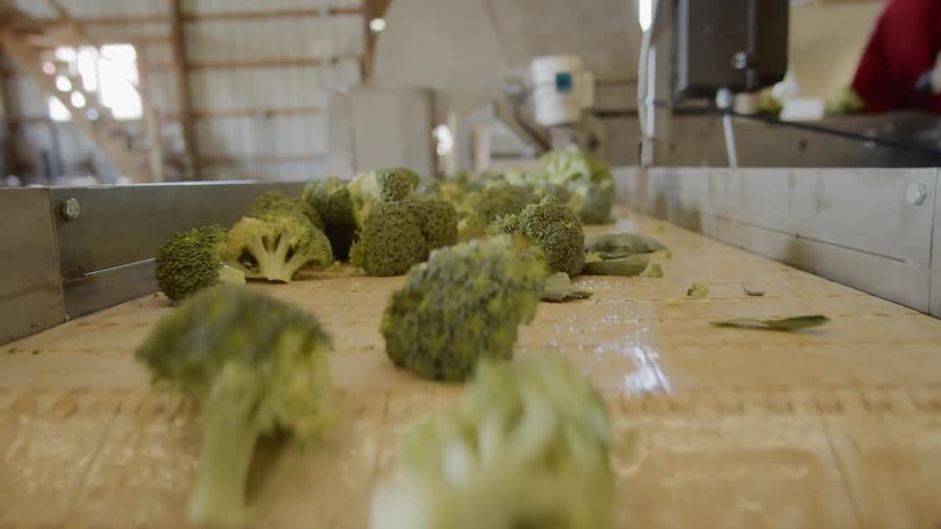 Conveyor belt moves broccoli florets past workers