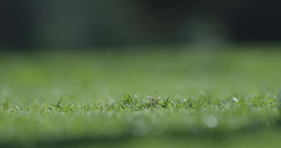 A ball hit in the grass