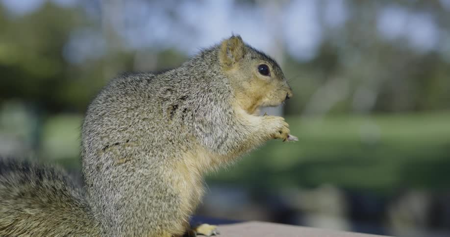 Squirrel eats rapidly before running away in fright
