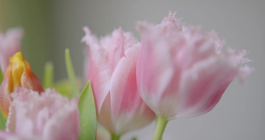 The petals on pink flowers at full bloom
