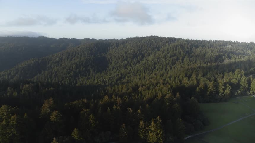 Landscape view of a forest