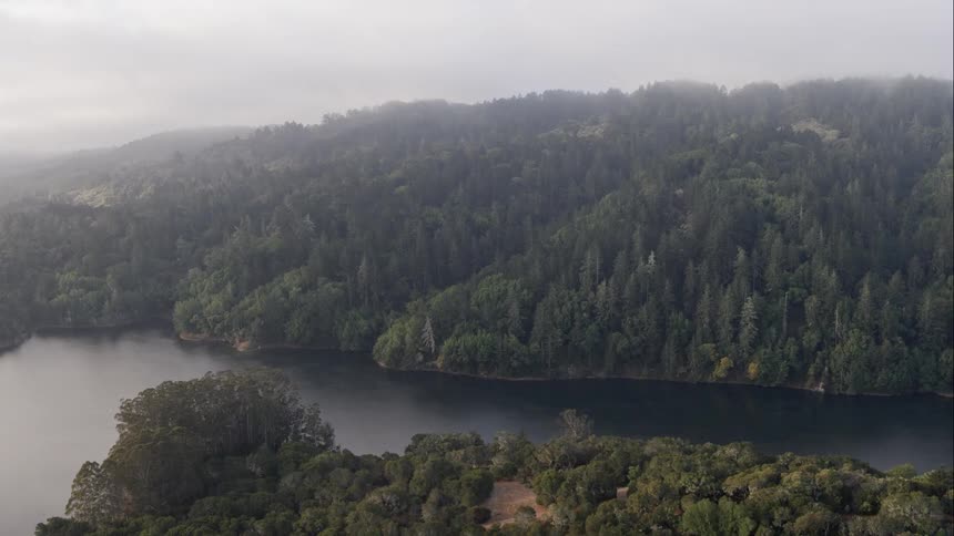 The fog is covering the forest near the shore