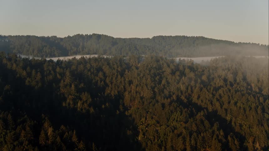 Landscape view of a forest with fog blowing over it