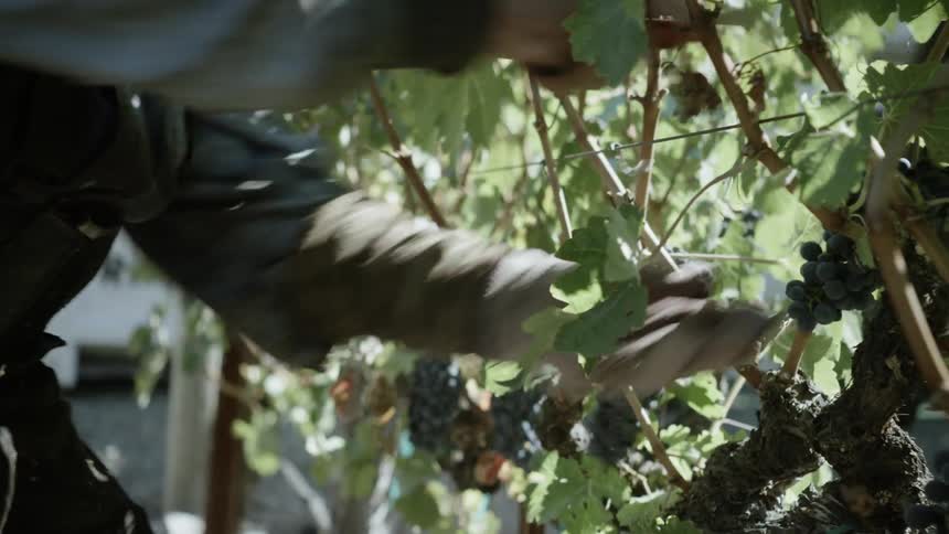 A man slices grapes off the vine