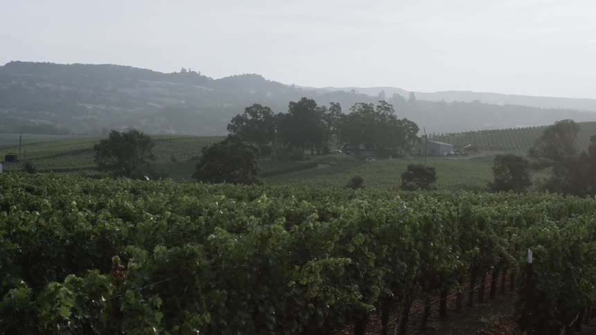 Landscape view of a vineyard