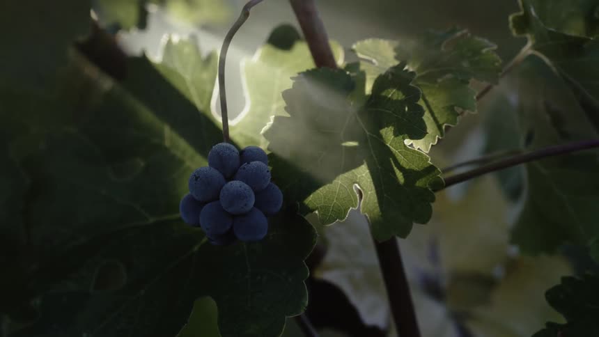 The grapes hang from the vines