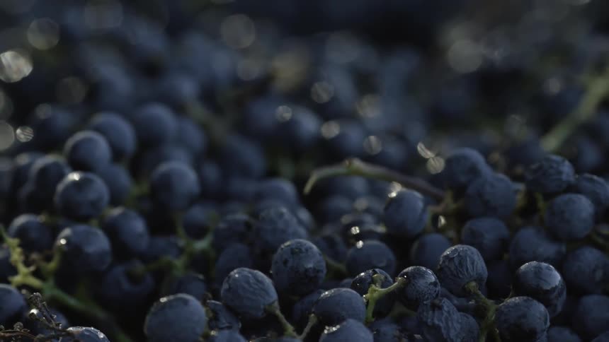 Close up of blueberries on the stem