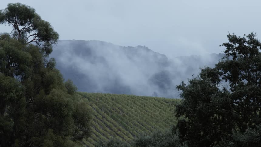 Fog and clouds hang over a hill with rows of crops and vines