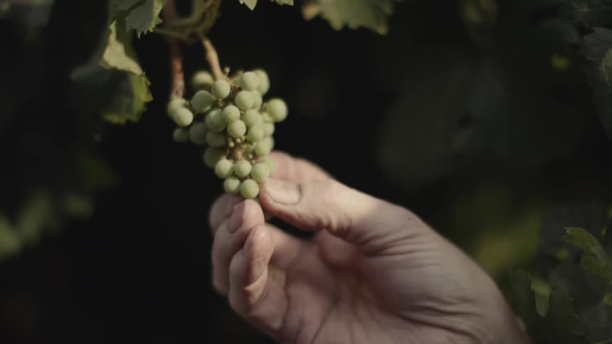 Hand picking small wine grapes from a vine
