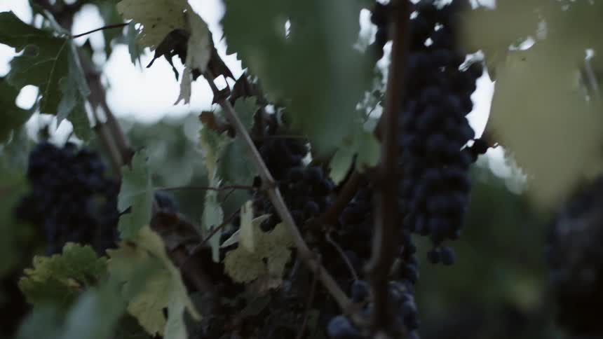 Purple grapes grow on a vine