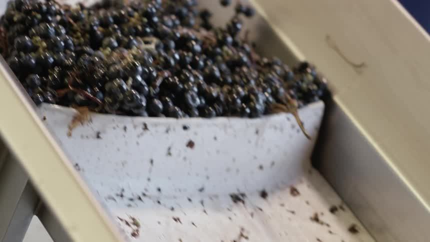 Bunches of grapes on the vine go up a conveyor belt