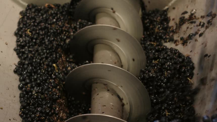 Berries falling into and being moved along by a machine