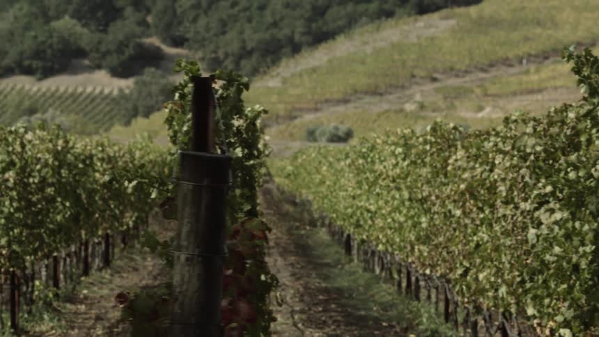 Grapevines on vineyard near tree covered hills