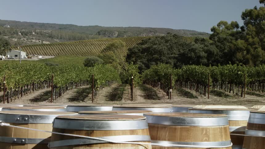 A group of barrels and rows of crops on a farm during the day