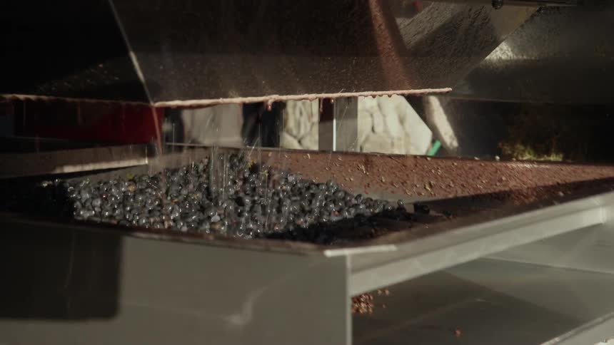 Blueberries being cleaned in a machine