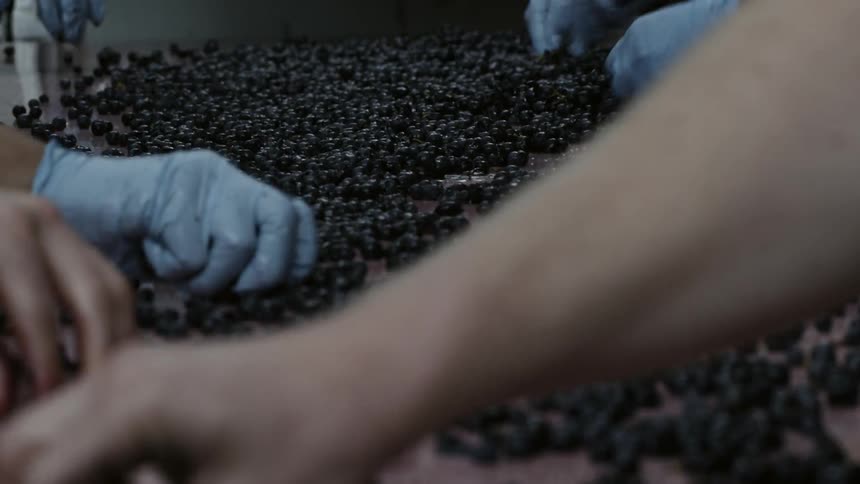 Factory workers quickly gather up blueberries as they fall on a conveyor belt