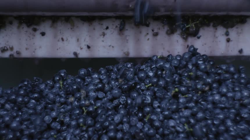 Berries falling out of a machine and into a pile