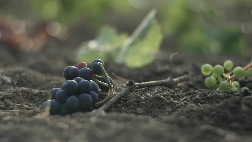 A small bunch of purple wine grapes and green ones sit on the ground