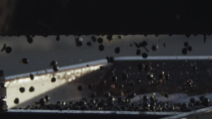 Hundreds of small round grapes roll off of a chute to be collected in a tray below